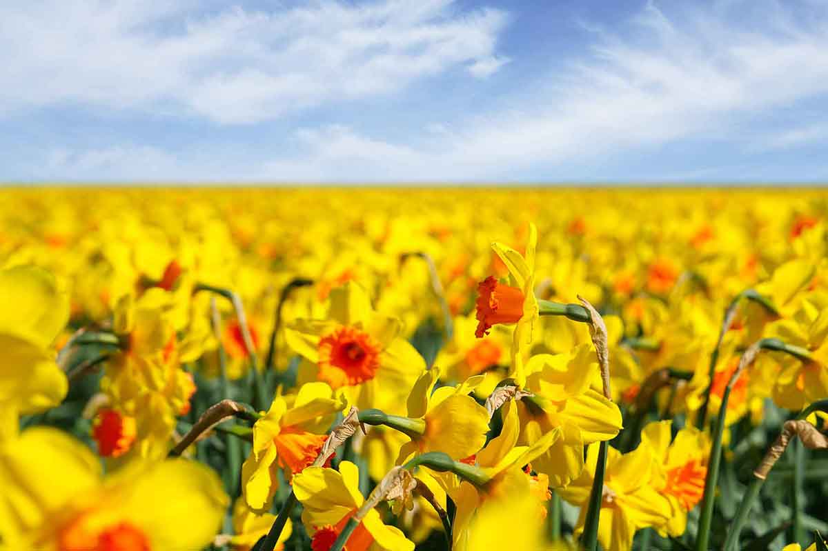 Dinkelland historische Brücke